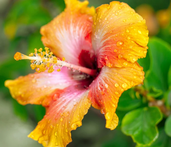 a bright orange flower with water drops on it