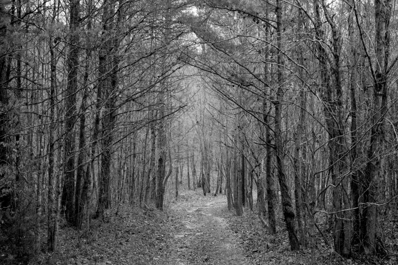 a black and white po of trees lined with leaves