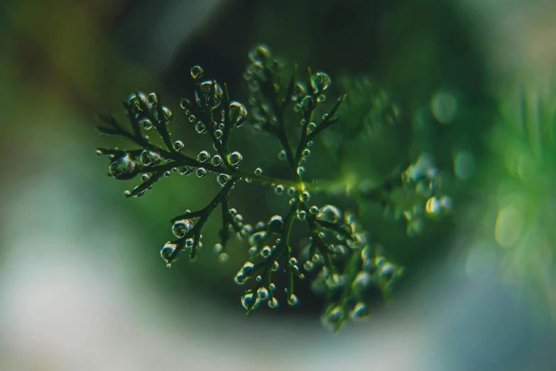 the green plant with droplets of water on it