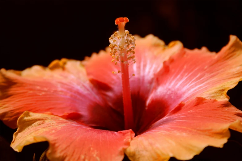 a red and yellow flower that is opened