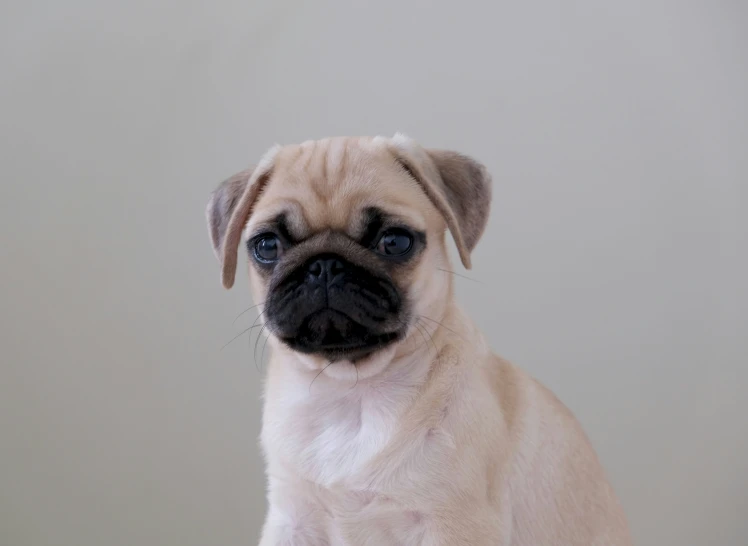 a small pug puppy standing up looking forward