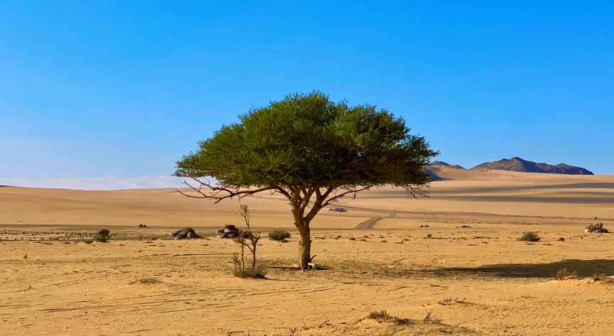 a single tree is surrounded by a desert landscape