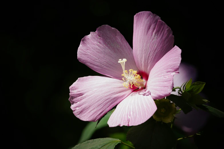 the bright pink flower is in full bloom