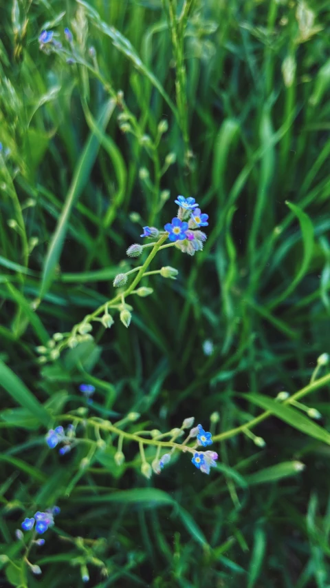 a very pretty blue flower surrounded by some green grass