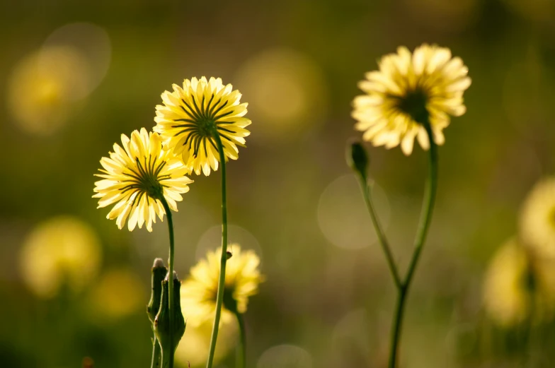 some flowers that are sitting in the grass