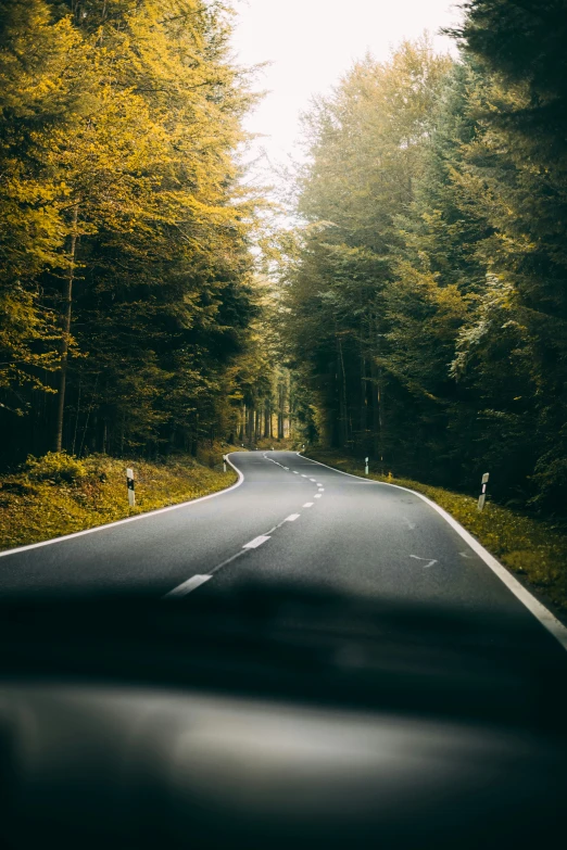 a road in the middle of a forest with tall trees