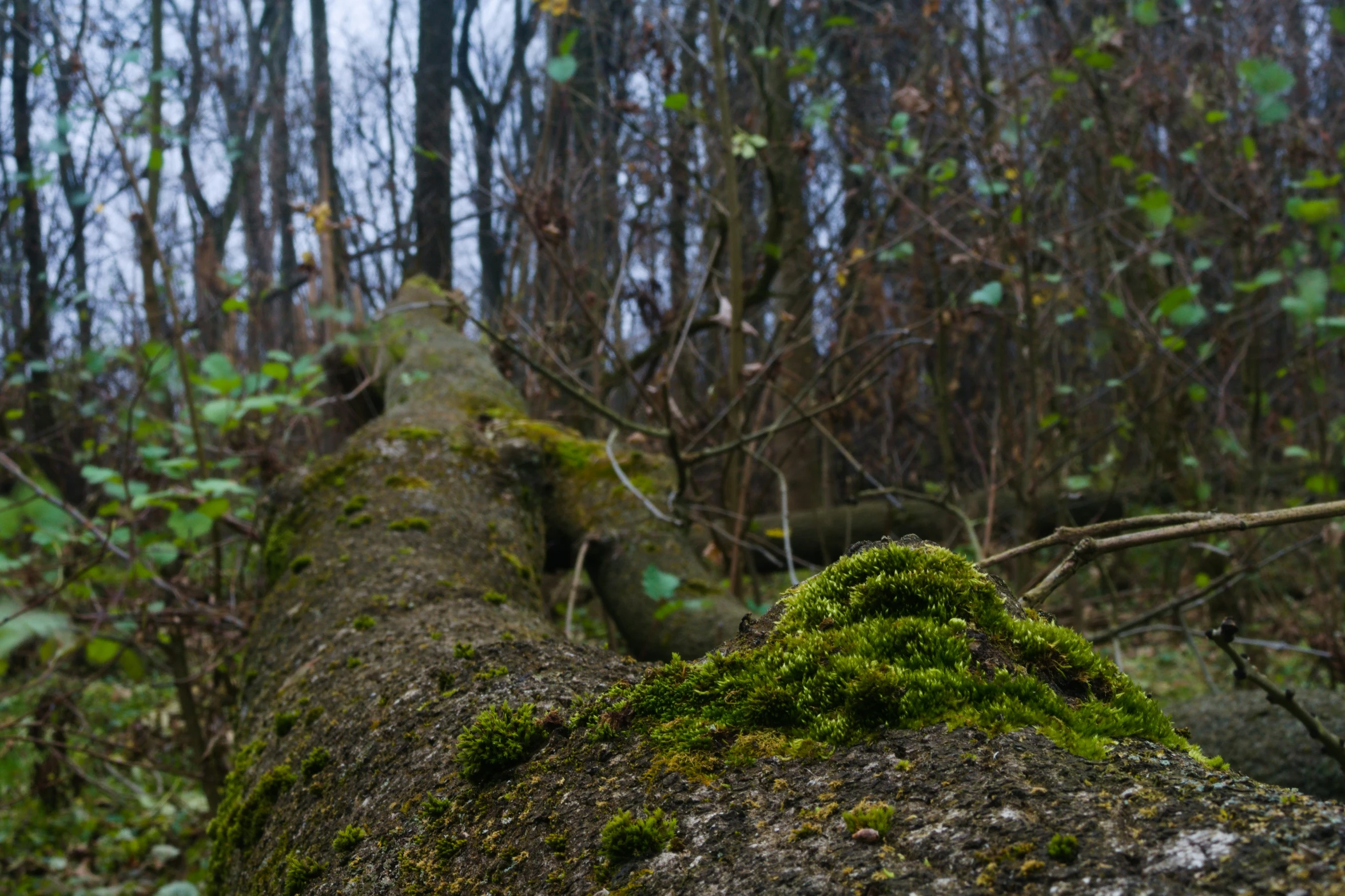 moss covered tree roots and a bird walking through the woods