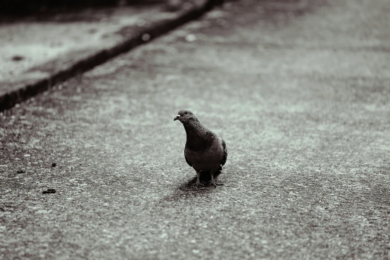 a bird standing on a sidewalk in the rain