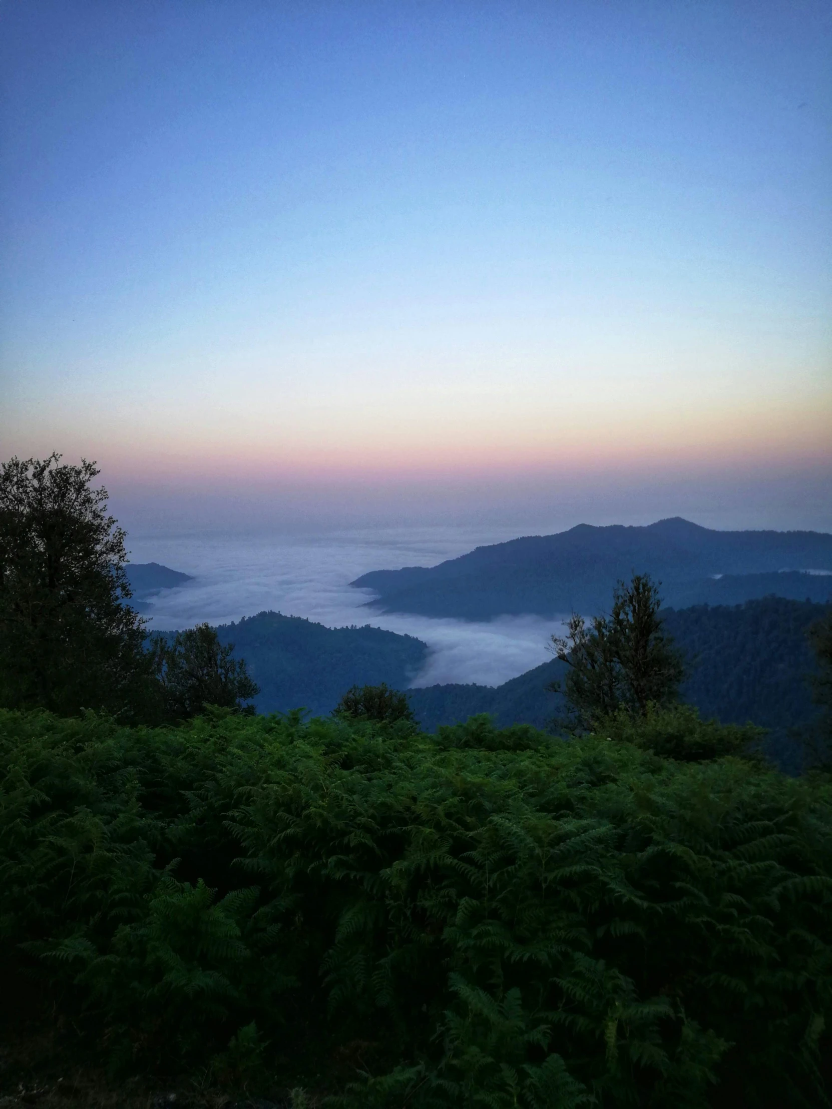 a hill top that has bushes and trees at sunset