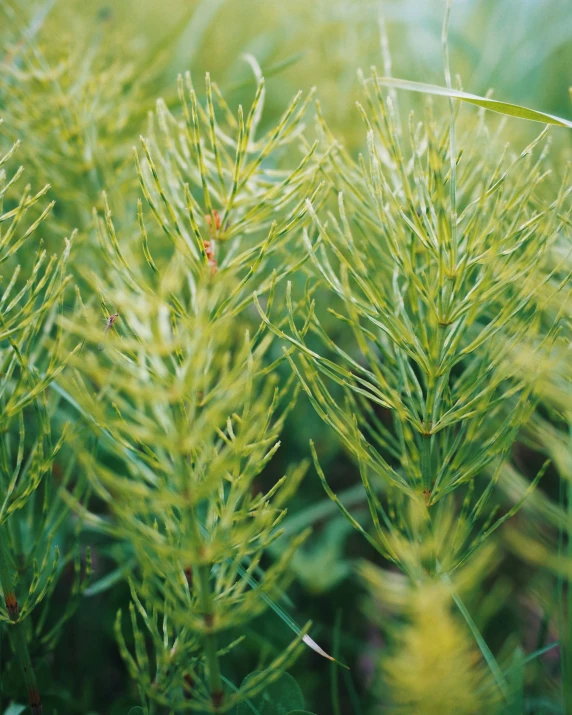 a field that has many different looking plants