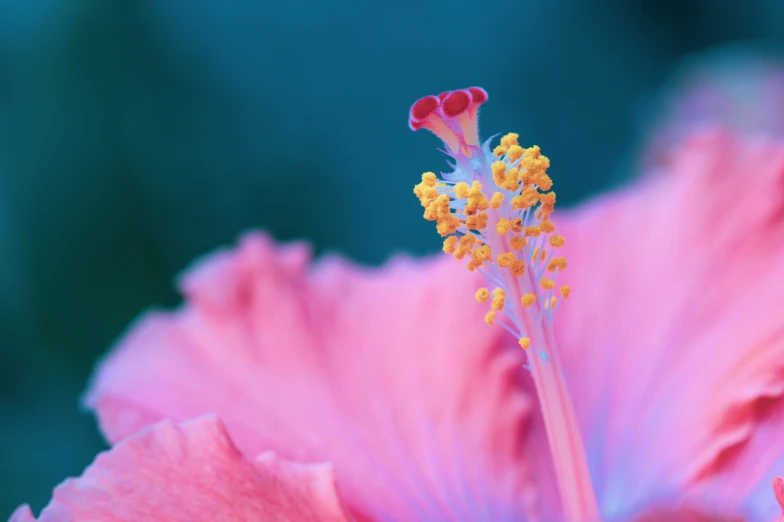 there is a pink flower with yellow stamen on it