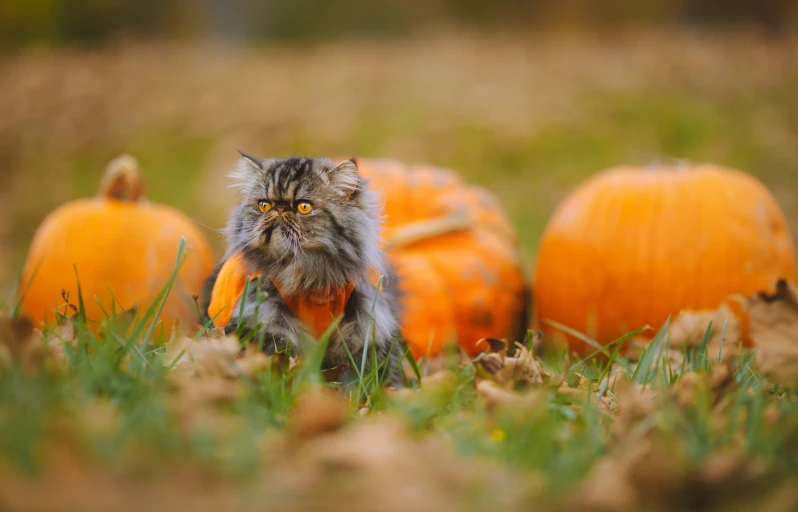 a cat that is walking next to some pumpkins