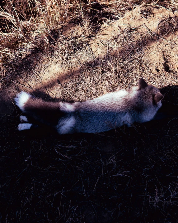 a white and black cat laying in the grass