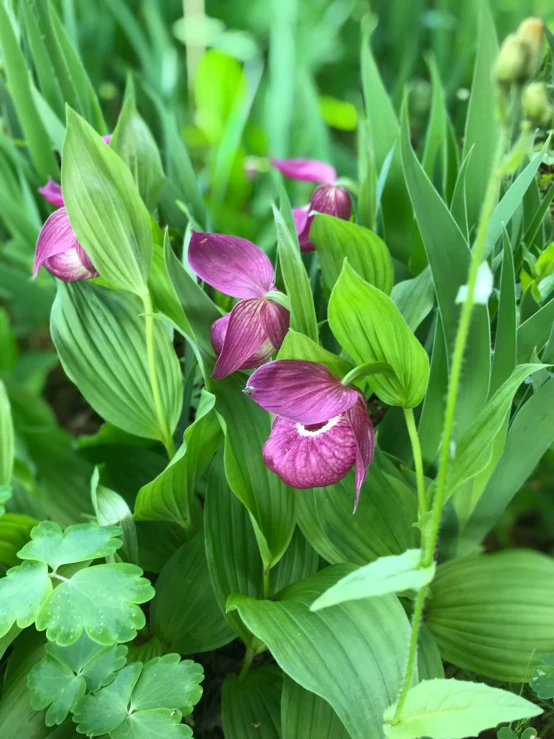 purple flowers in the center of a grassy field