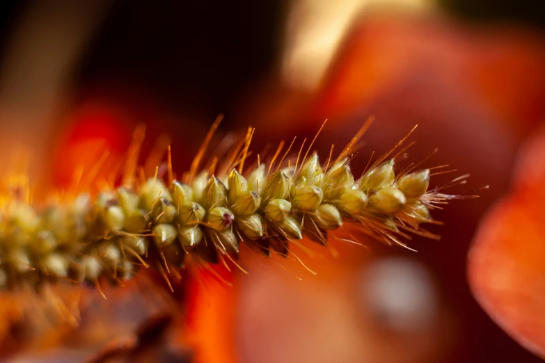 a close up view of a bunch of fruit