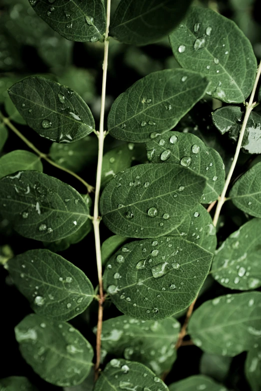 wet leaves with water droplets on them