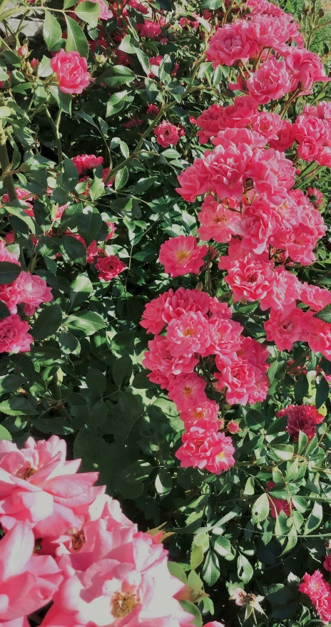 pink flowers and greenery in large open space