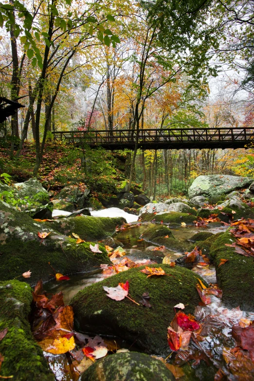 a forest stream runs past a bridge in the middle of autumn