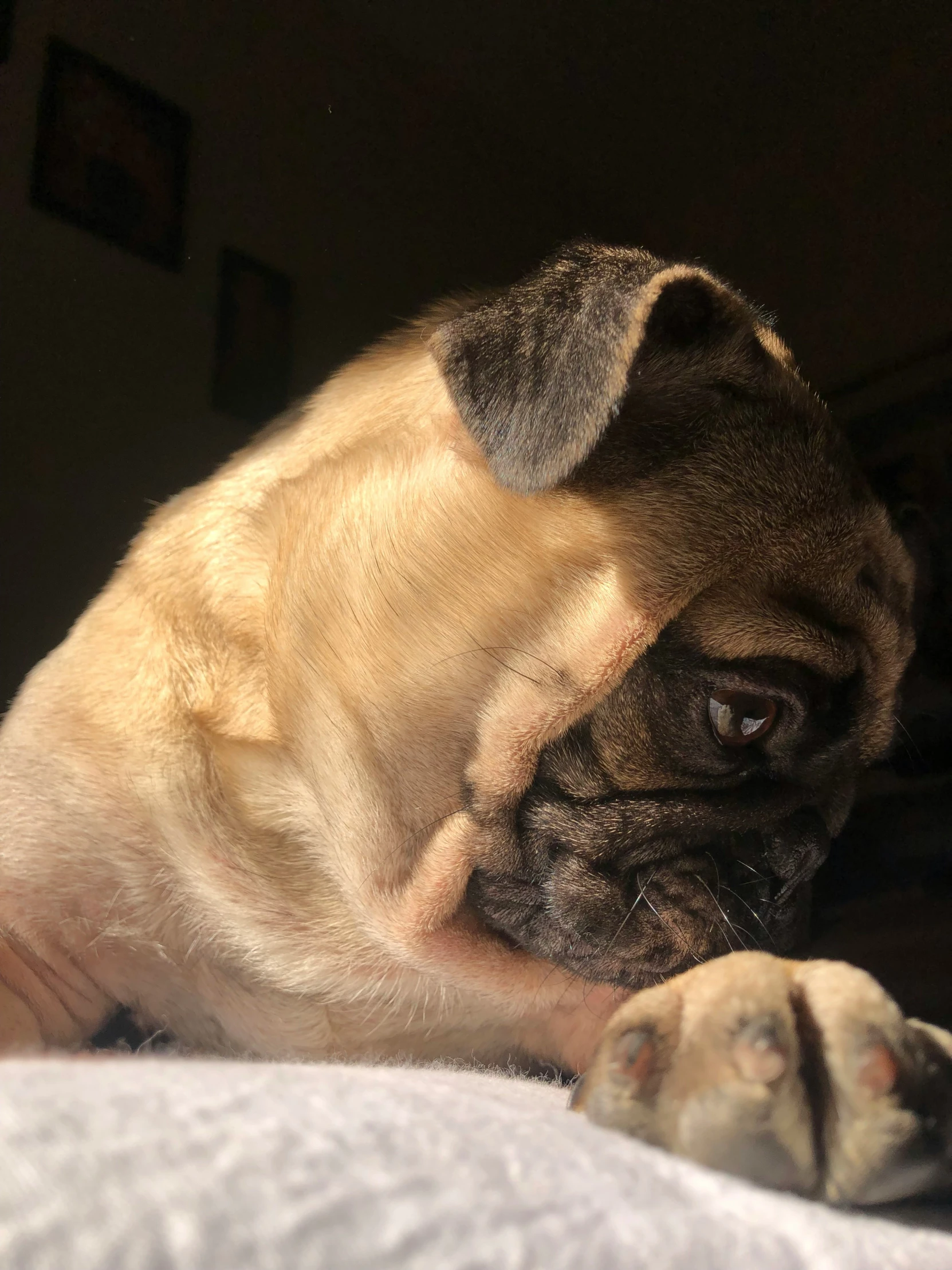 small brown dog laying on top of a bed