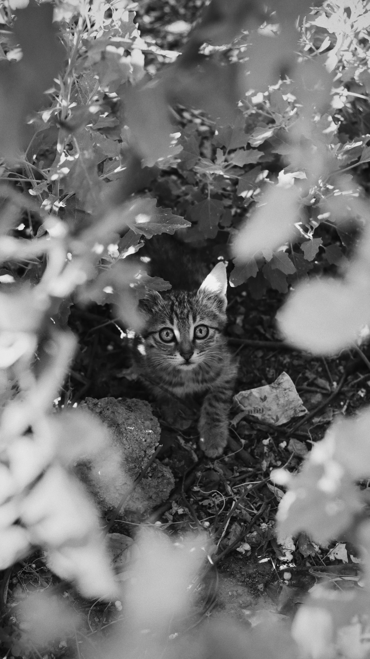 a cat looks directly into the camera in some bushes