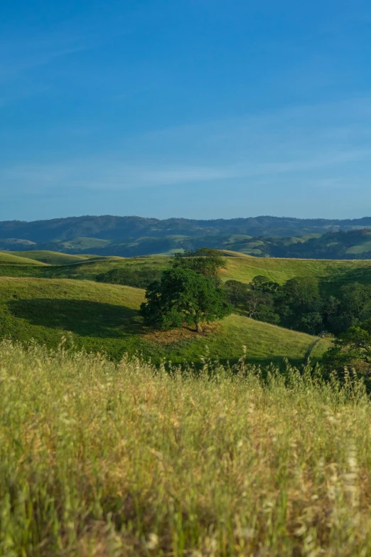 a sheep grazes in a lush green field with trees and hills