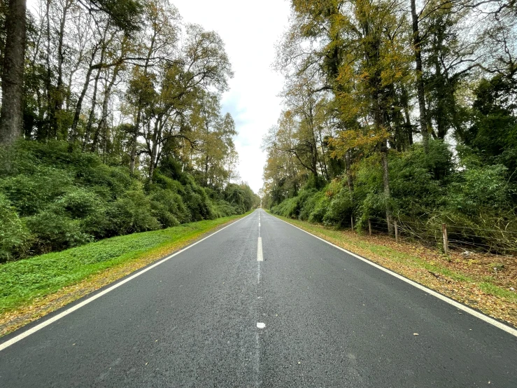 there is a large empty road in the forest