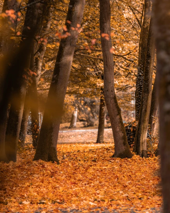 an autumn scene looking through leaves with trees in the background