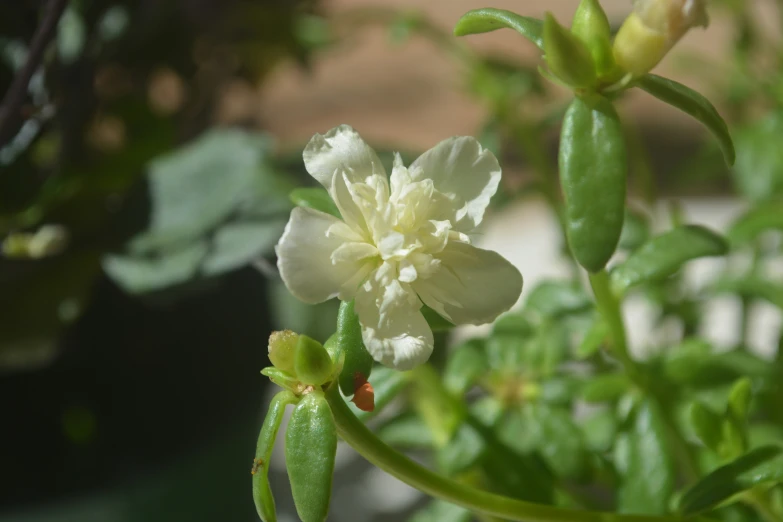 white flowers bloom on green leaves in front of a building