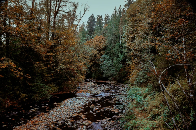 the river is running through the woods on either side