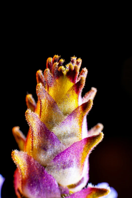 this small flower has multi - colored spots on it