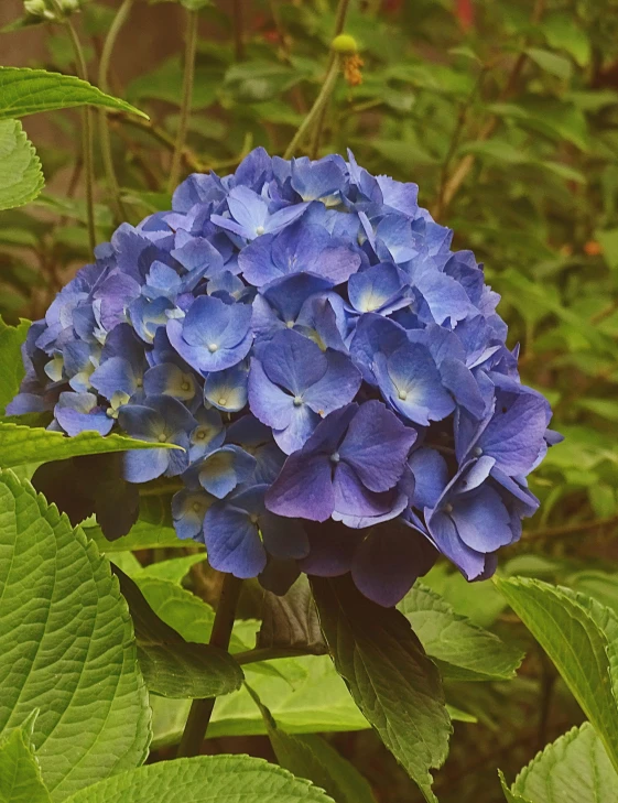 a blue flower sitting on top of a lush green forest