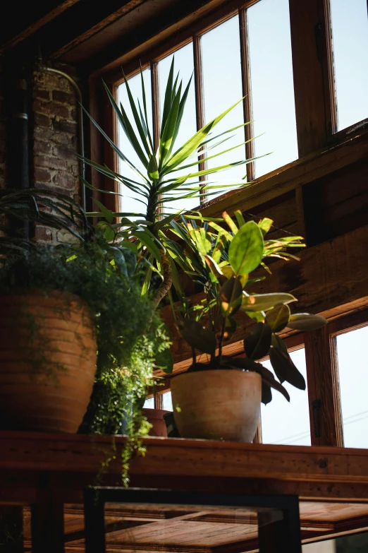 a bunch of plants are in a pot on a table