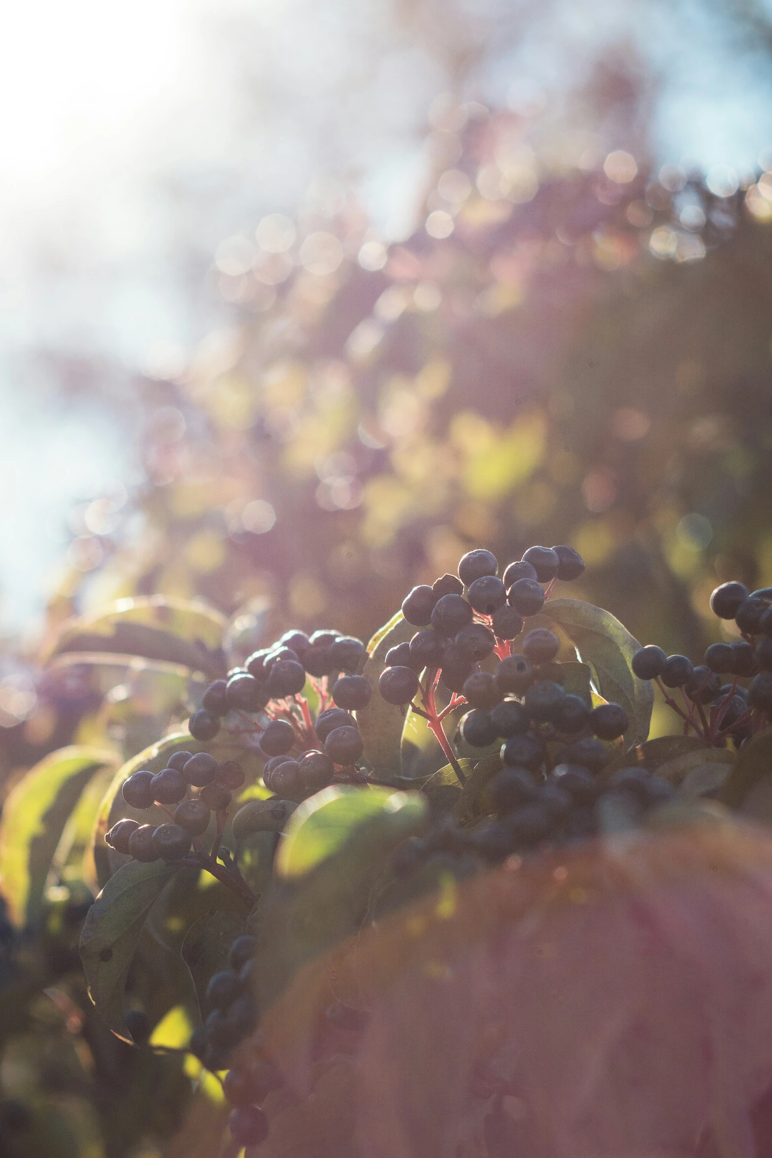 the berries are starting to turn black in the sunlight