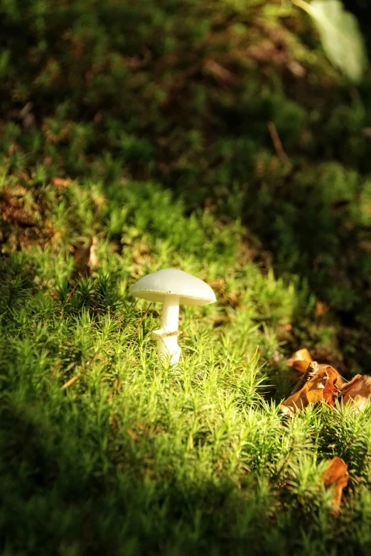a mushroom grows on the grass under a tree