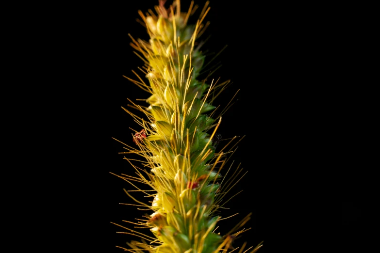 a plant with large, green leaves standing out from the dark