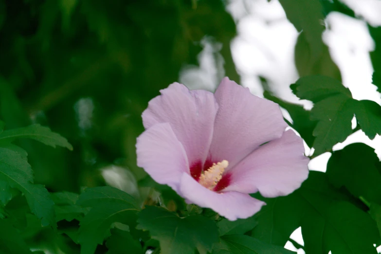 a pink flower is growing in a bush