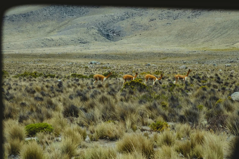 a large field full of horses and some bushes