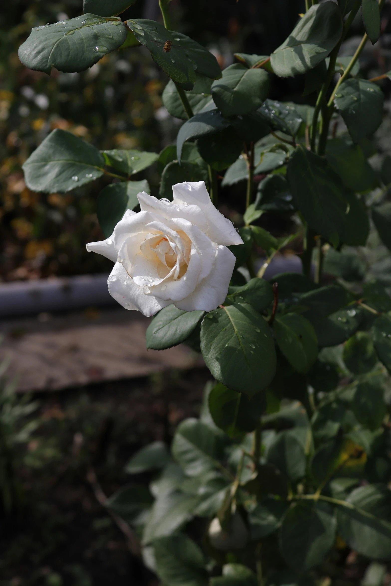 white rose with green leaves in foreground