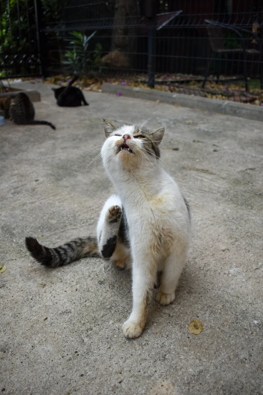 a cat stretching its legs up in the air to greet someone