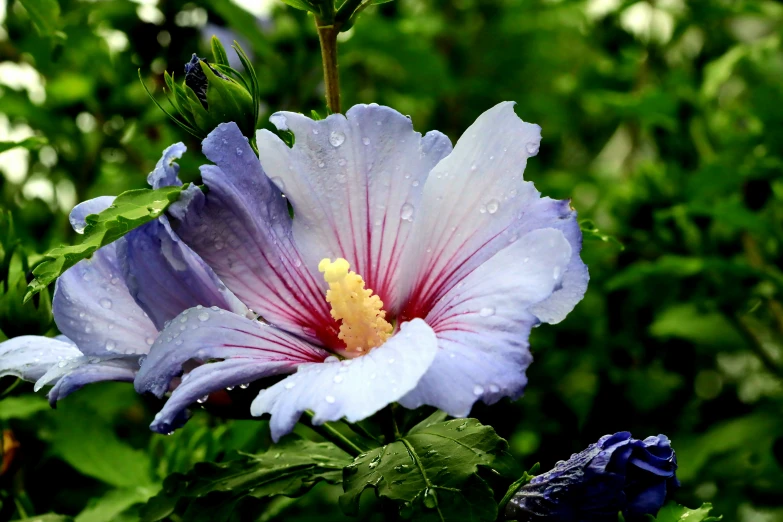 a very colorful flower sitting among the foliage