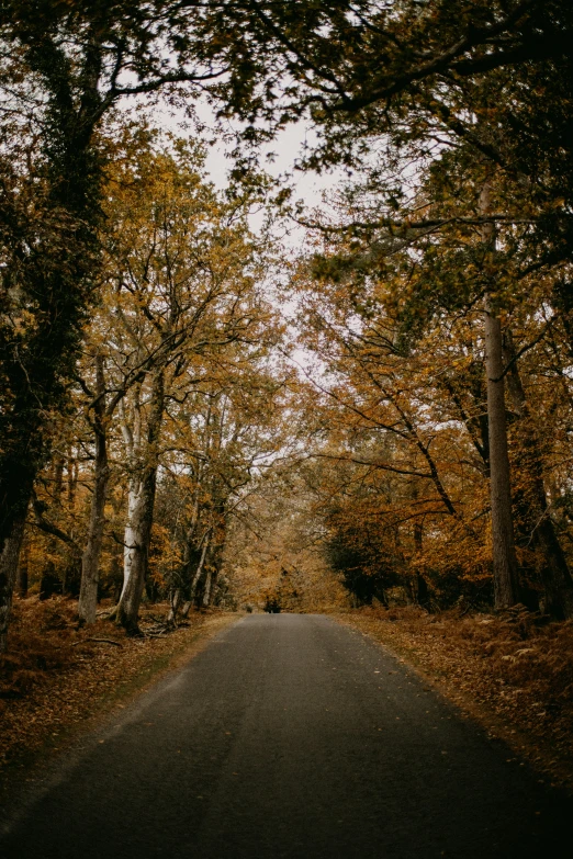 the trees are turning yellow and orange in autumn