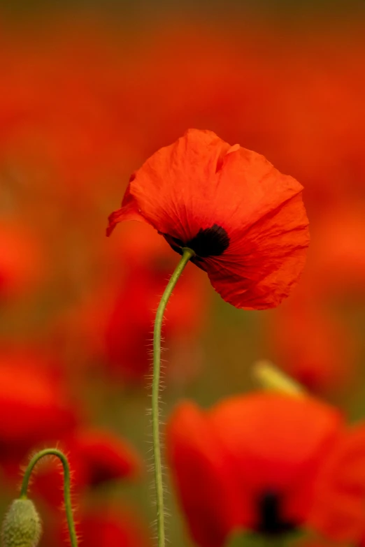 a poppy is shown with red flowers and green background