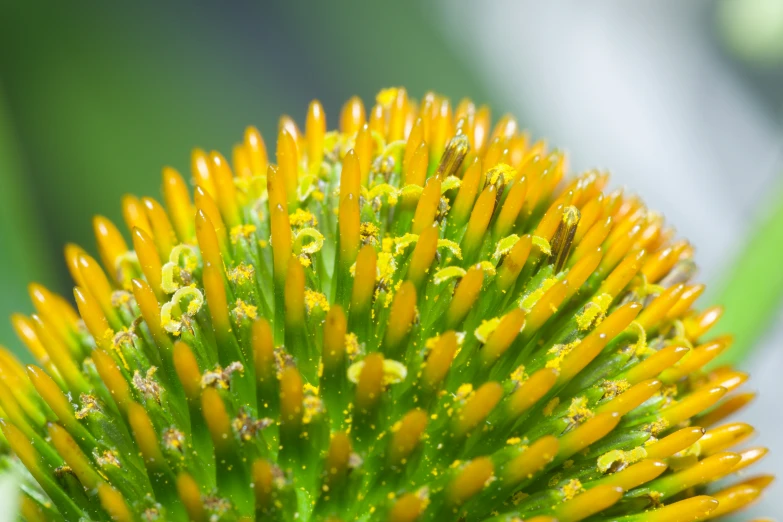 an image of a plant with some yellow flowers