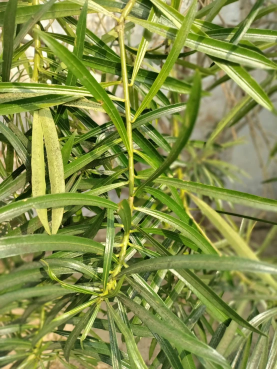 a close up view of leaves of a plant