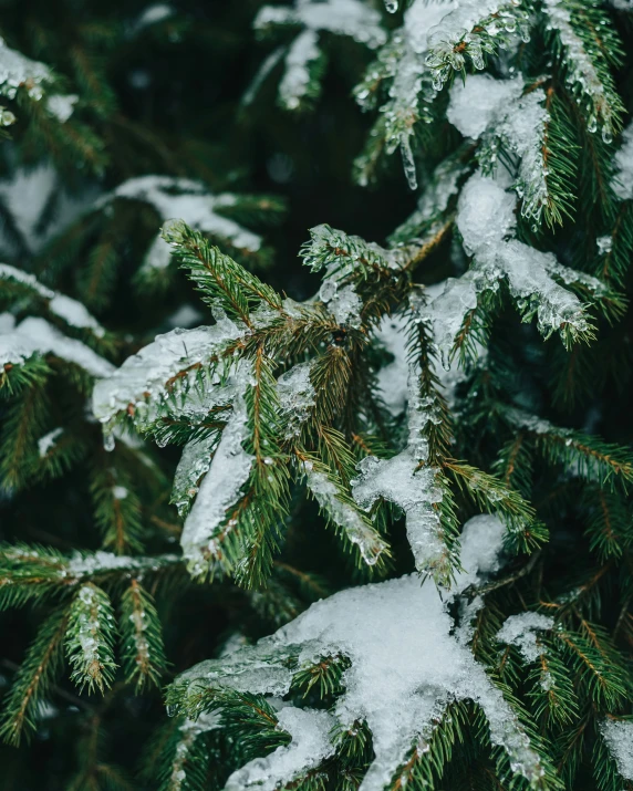 snow covered pine needles and firs on a tree