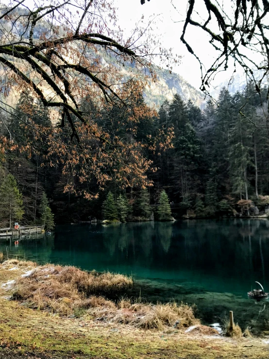 a forest with some green water surrounded by trees