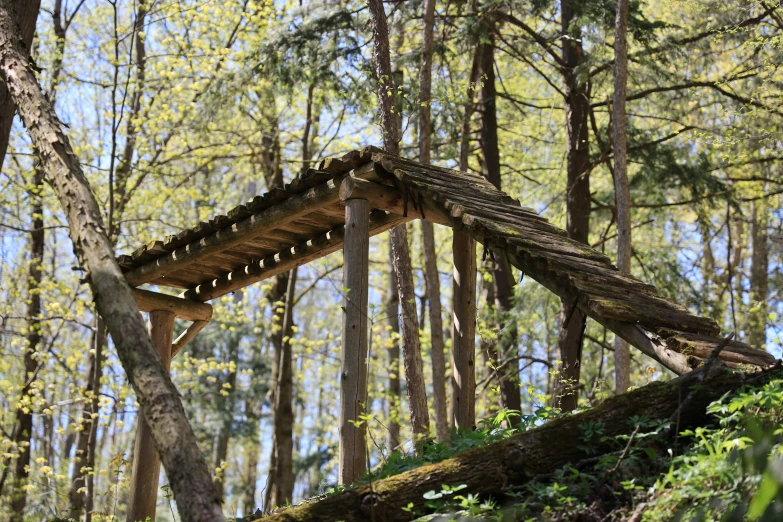 wooden roof in the middle of a wooded area