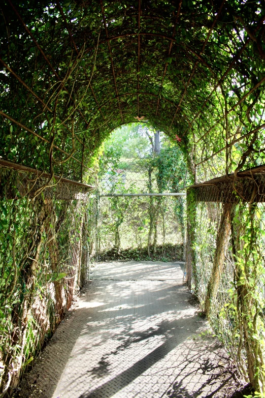 a walkway surrounded by plants and foliage at a park