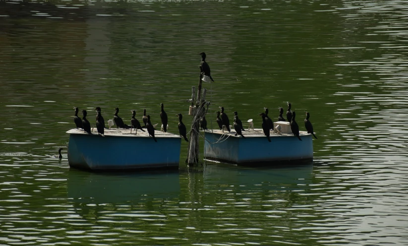 birds sitting on top of a boat in the water