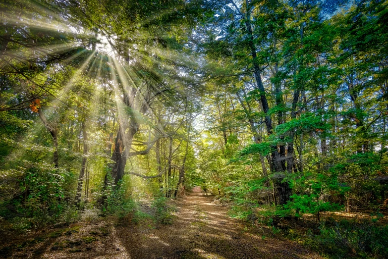 sun beams shining through the trees on a path